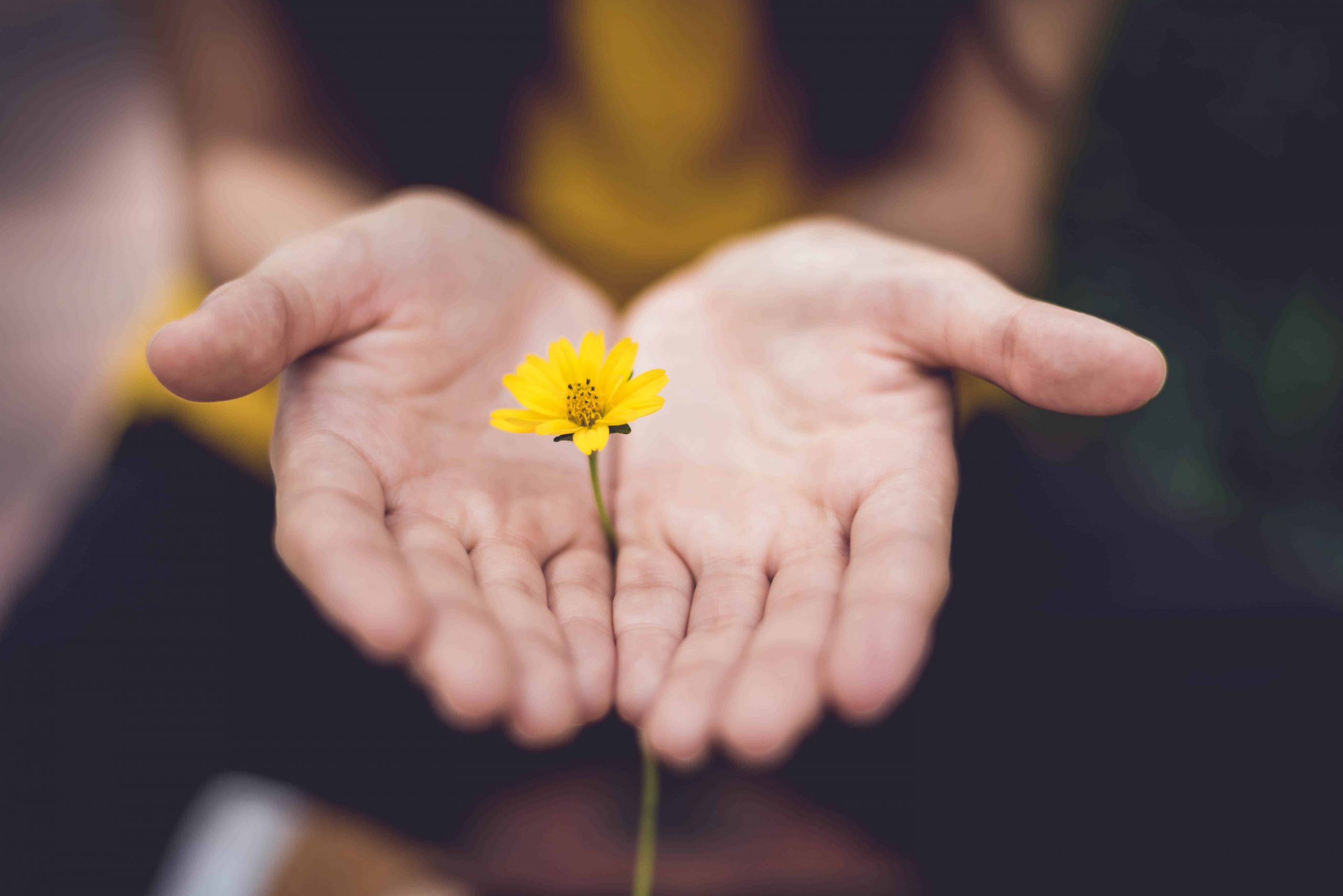A close up of a yellow flower in-between a woman's open hands