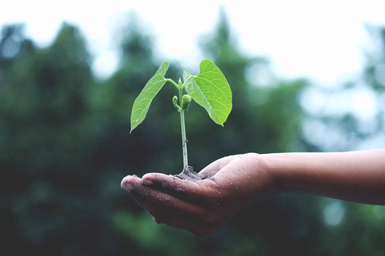 A hand holds a budding plant with 2 leaves
