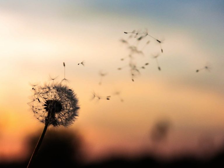 Picture of a dandelion blowing away in the sunset