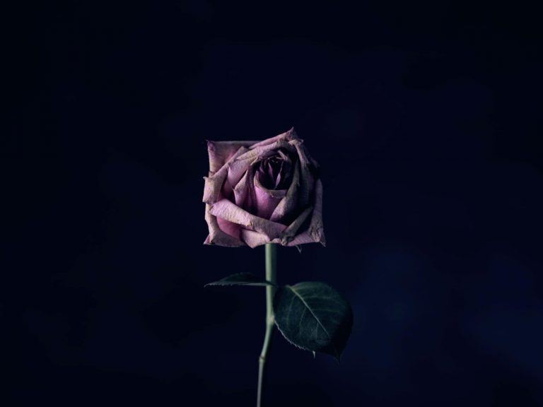A picture of a dying rose