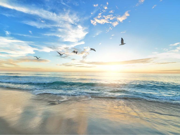 A picture of the clear blue sky, sea, and sand with birds flying